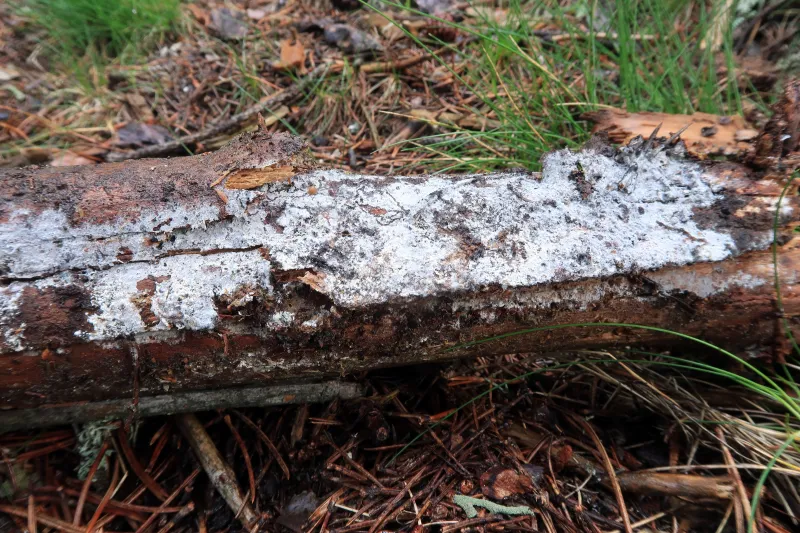 Amylocorticiellum cremeoisabellinum 1 - IMG_6111